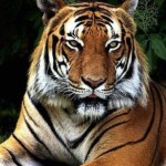 AsaKin1337 Profile Picture